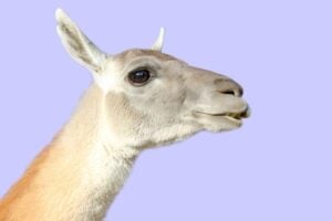 Llama 2